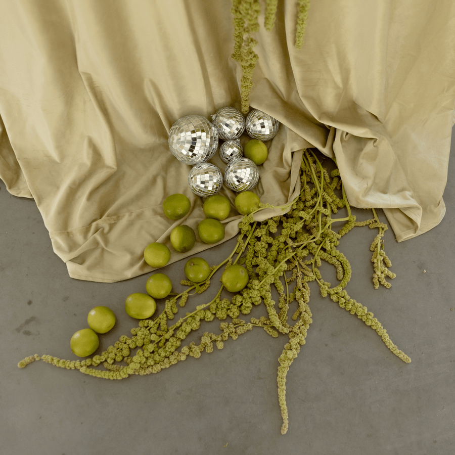 disco gule, prenájom, dreamy day, agentúra